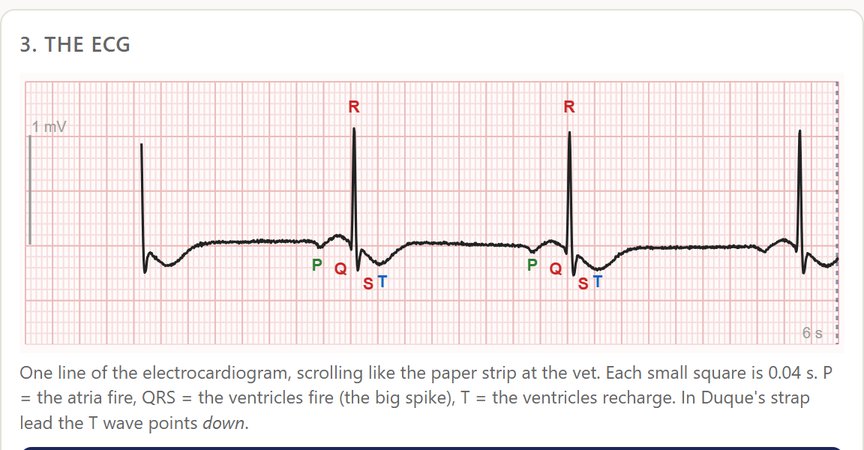 Screenshot of the Horse Heart Lab app showing a horse ECG