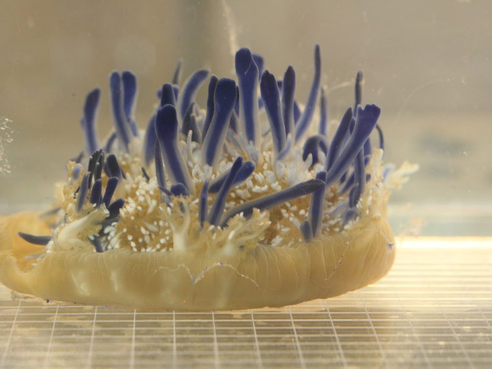 Cassiopea jellyfish with blue oral arms