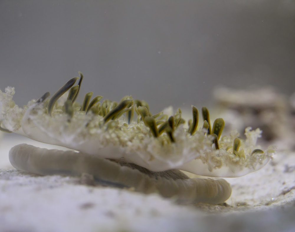An upside-down jellyfish, Cassiopea, resting on the sand