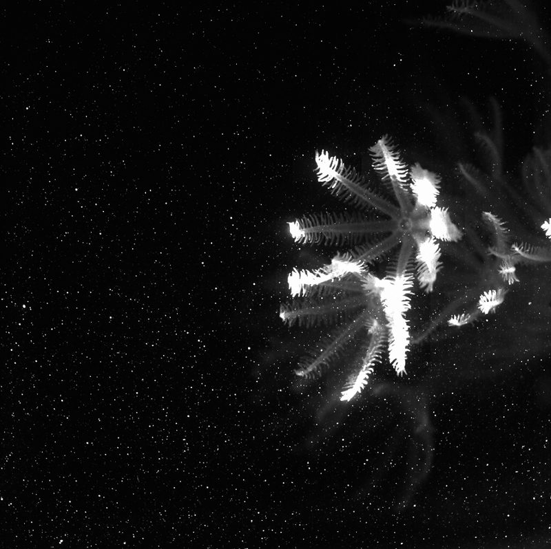 A pulsing soft coral