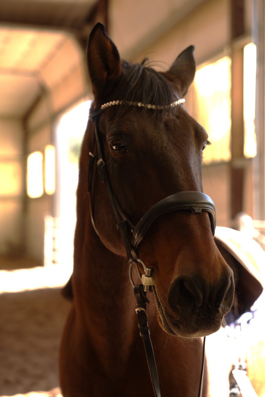 Duque, a bay horse in a bridle, standing in the barn aisle