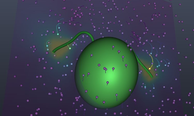 Simulation of a green two-flagellum alga with tracer particles swept by its flagella