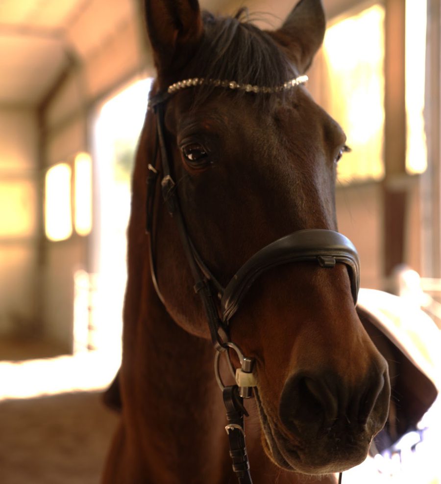 A bay horse in the barn