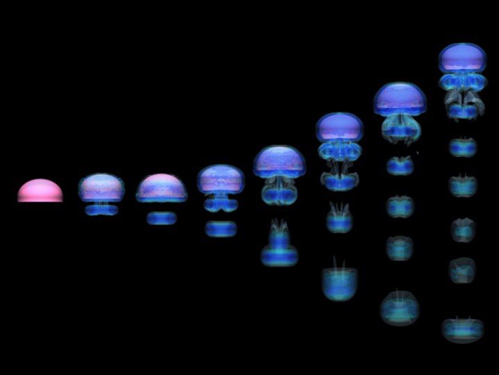Frames from a simulation of a swimming jellyfish