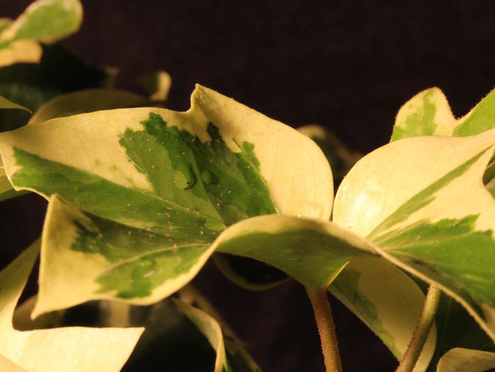 Broad leaves