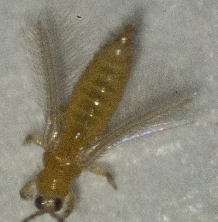 A thrips, one of the smallest flying insects, with bristled wings